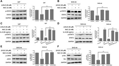 β-Elemene Triggers ROS-dependent Apoptosis in Glioblastoma Cells Through Suppressing STAT3 Signaling Pathway